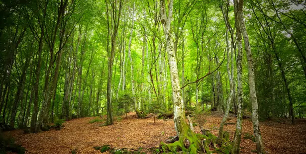 Poème : « Que cachent nos forêts ? » de Serge Mas