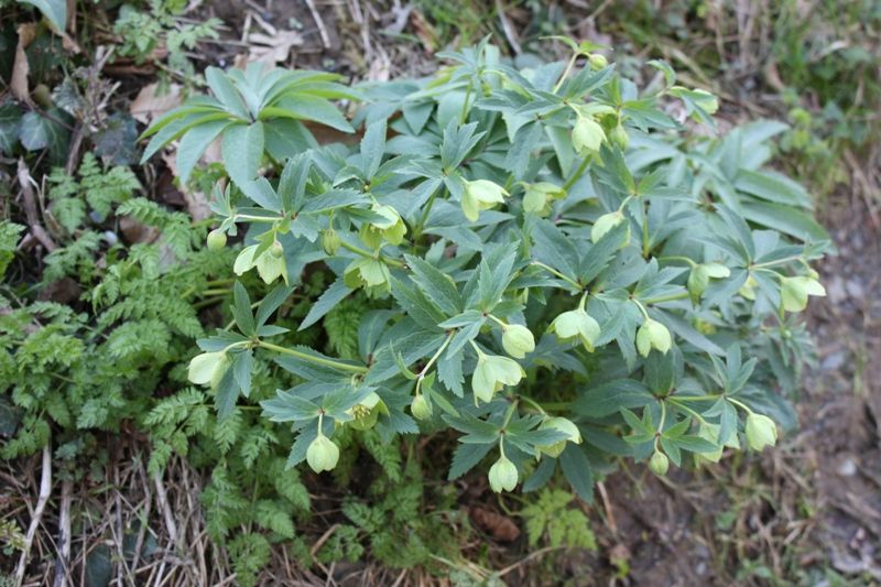 Plante du mois de janvier : L’Hellébore Helleborus viridis et Helleborus fœtidus