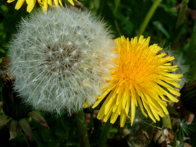 Plante du mois d’avril : le pissenlit ou taraxacum officinale (astéracées)