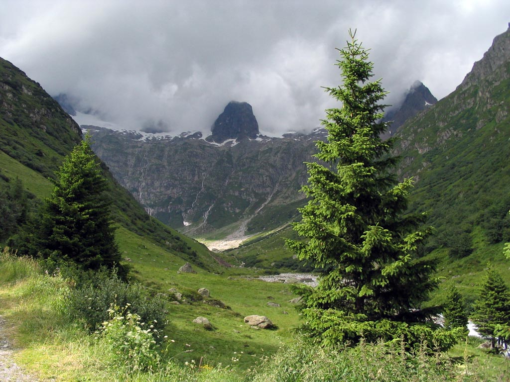 Plante du mois de décembre : Le sapin <strong>– ABIES ALBA (Pinacées)</strong>