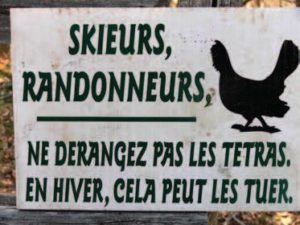 Galliformes : ne pas déranger en période hivernale