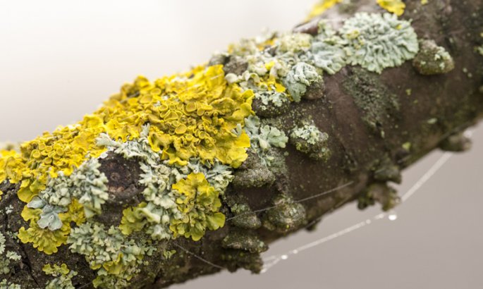 Ne les manquez pas : ils sont tellement utiles ! (Les lichens)