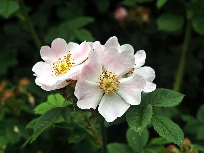 Plante du mois de novembre : L’Eglantier