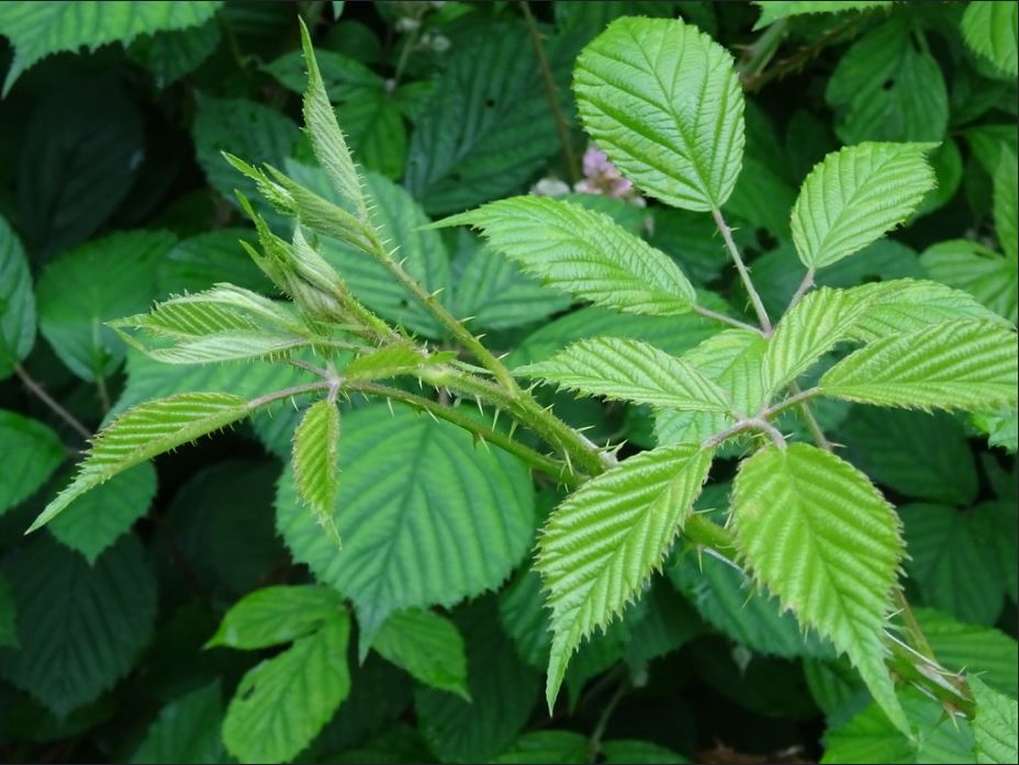 Plante du mois de septembre : La Ronce Rubus fruticosus (Rosacées)