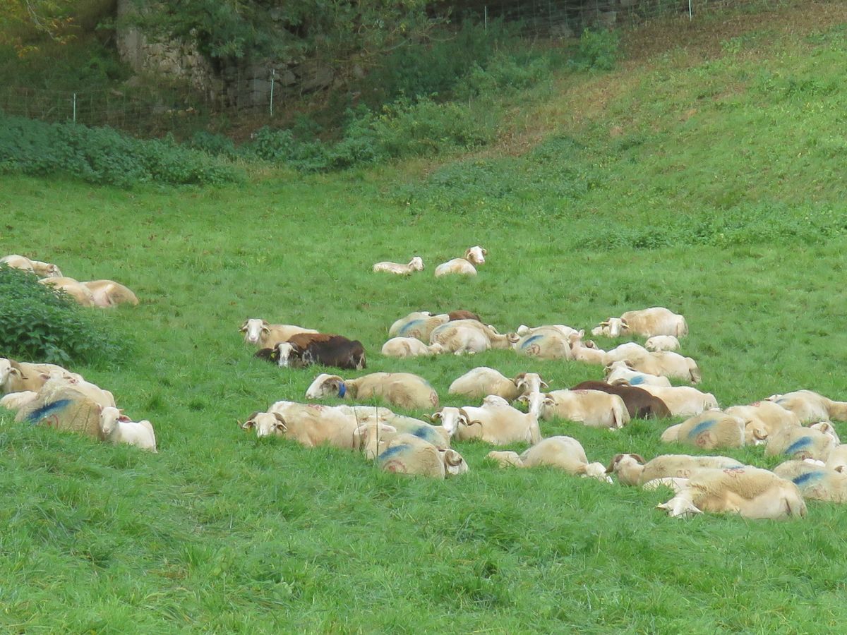 22-10-2025 Photos J-M.Deladerrière – Hautaget: le tour de Massey avec J-M.Deladerrière et J-P.Joly