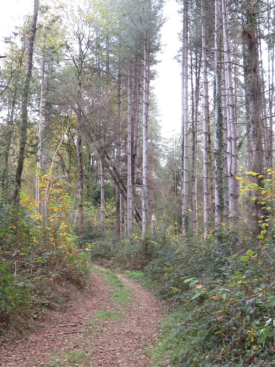 12-11-2025 Photos J-M.Deladerrière – Circuit autour de Houeydets avec J-M.Deladerrière et S.Bourdet
