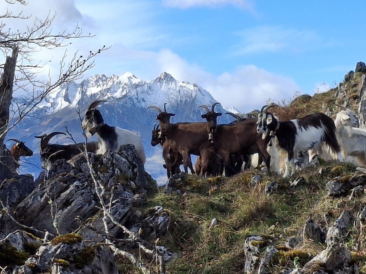16-11-2025 Photos P. Ford – Pics Arragnat et Peyre en boucle depuis Arras en Lavedan avec N. Clavières et M. Yahia