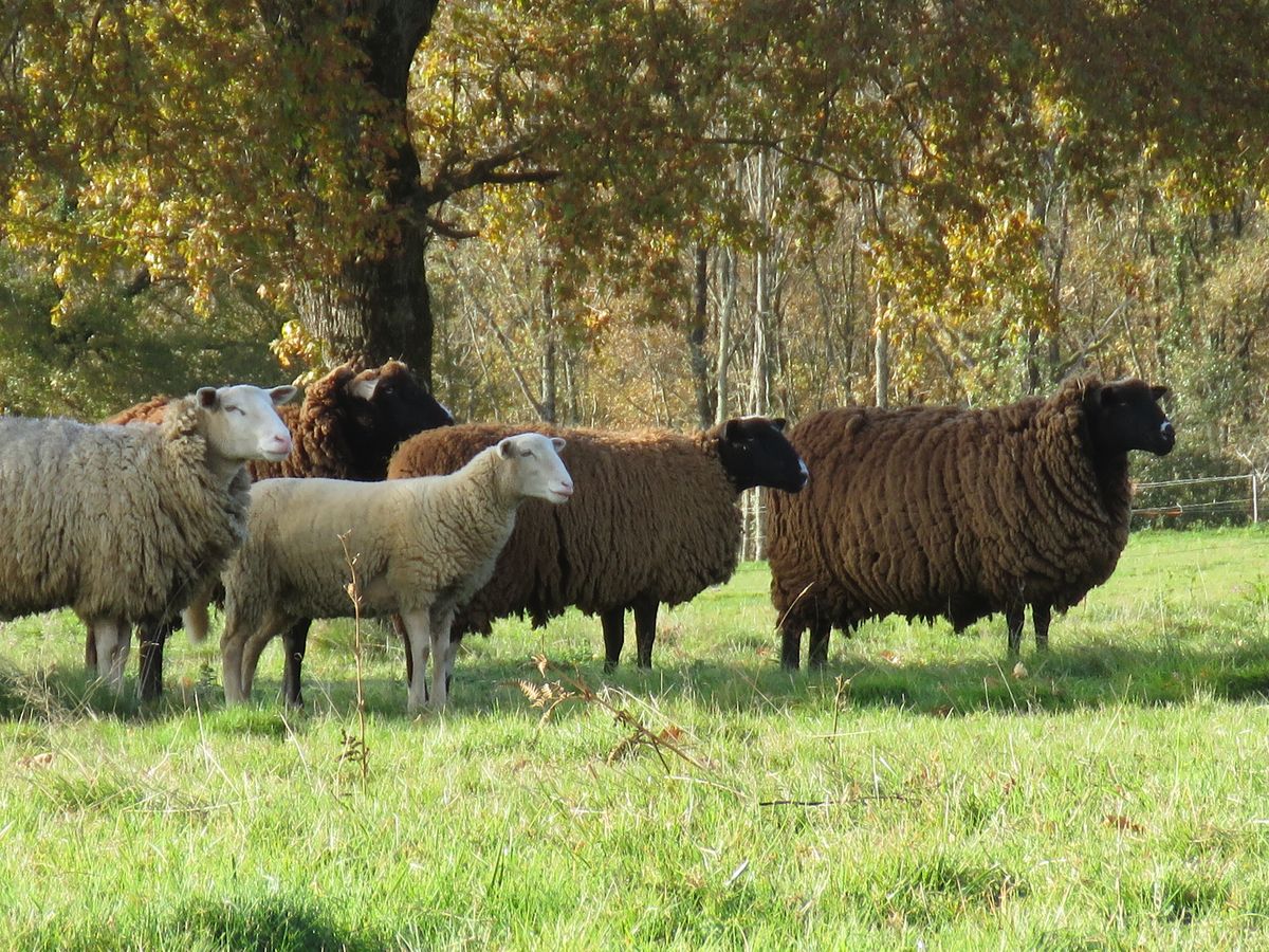 19-11-2025 Photos J-M.Deladerrière – Circuit au départ de Bordes (Htes Pyrénées) avec J-M.Deladerrière et M.Compagnon