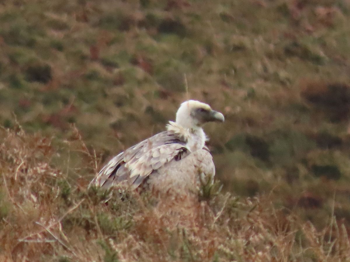 03-12-2025 Photos J.Février – Le Pic Aigu avec J-C.Barcos et M-J.Barcos