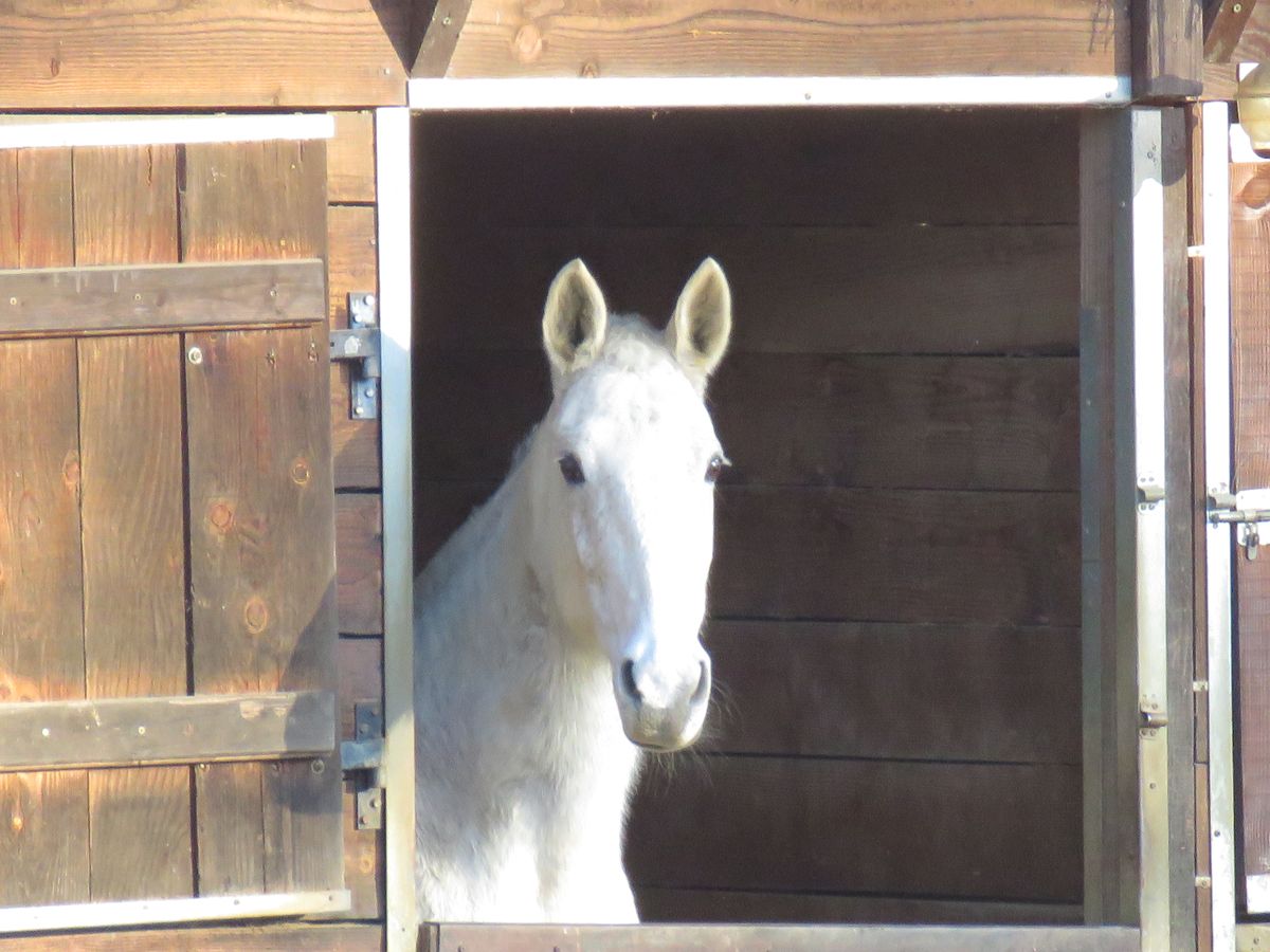 14-01-2026 Photos J-M.Deladerrière – Bois du Rebisclou avec J-M.Deladerrière et D.Dyé