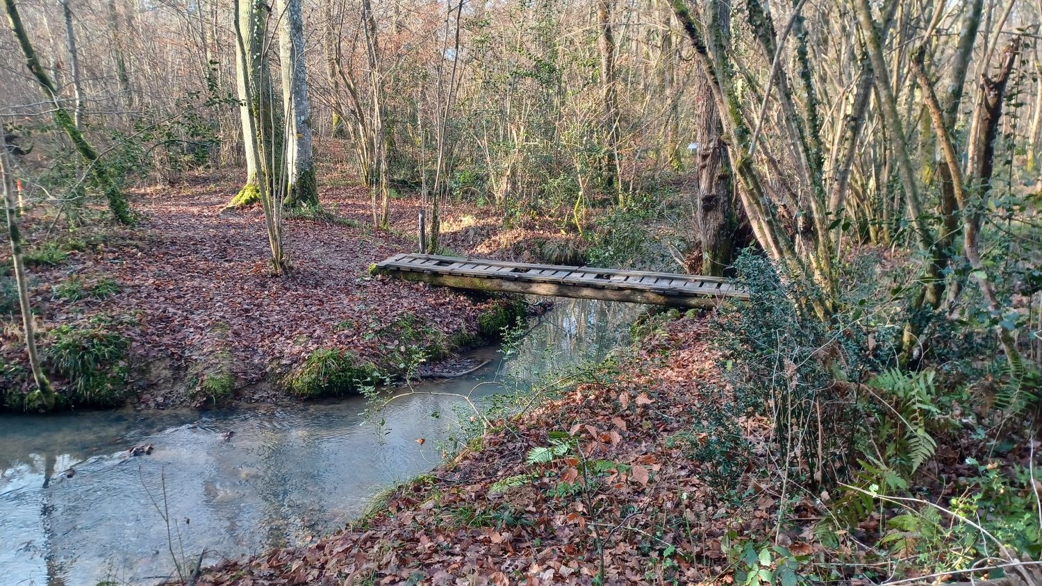 14-01-2026  Photos D. Dyé – Bois du Rebisclou avec J-M. Deladerrière et D. Dyé