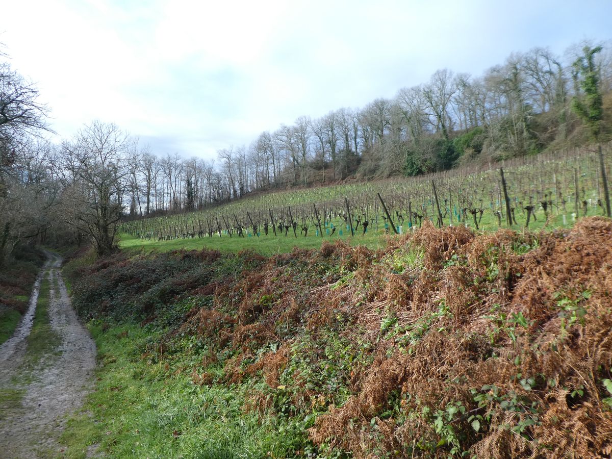 01-02-2026 Photos F. Daligaux – Les coteaux du bois de bas au départ d’Arbus avec P. Banos et A. Capdebarthe