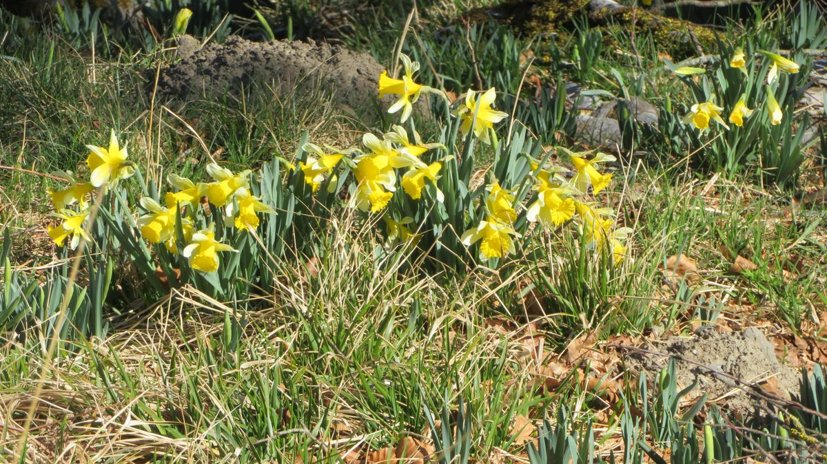 25-02-2026 Photos M. Hourquet – Pic d’Alian en boucle depuis la croix de Houssat avec M. Hourquet et J.-M. Lafitte