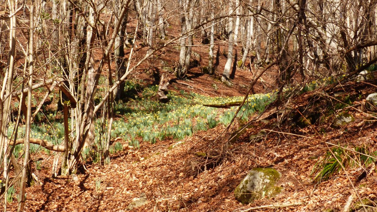 01-03-2026 Photos A. Astuguevieille – Cabane d’Aysi en boucle depuis Agos avec B. Canut-Rocafort