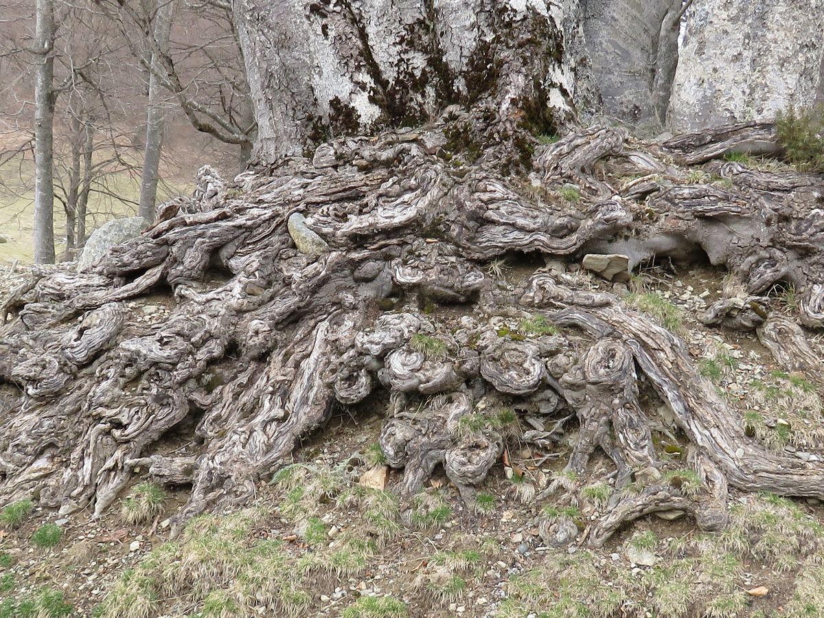 11-03-2026 Photos J-M.Deladerrière – Les cabanes de la Hosse depuis Payolle avec J-M.Deladerrière et D.Dyé