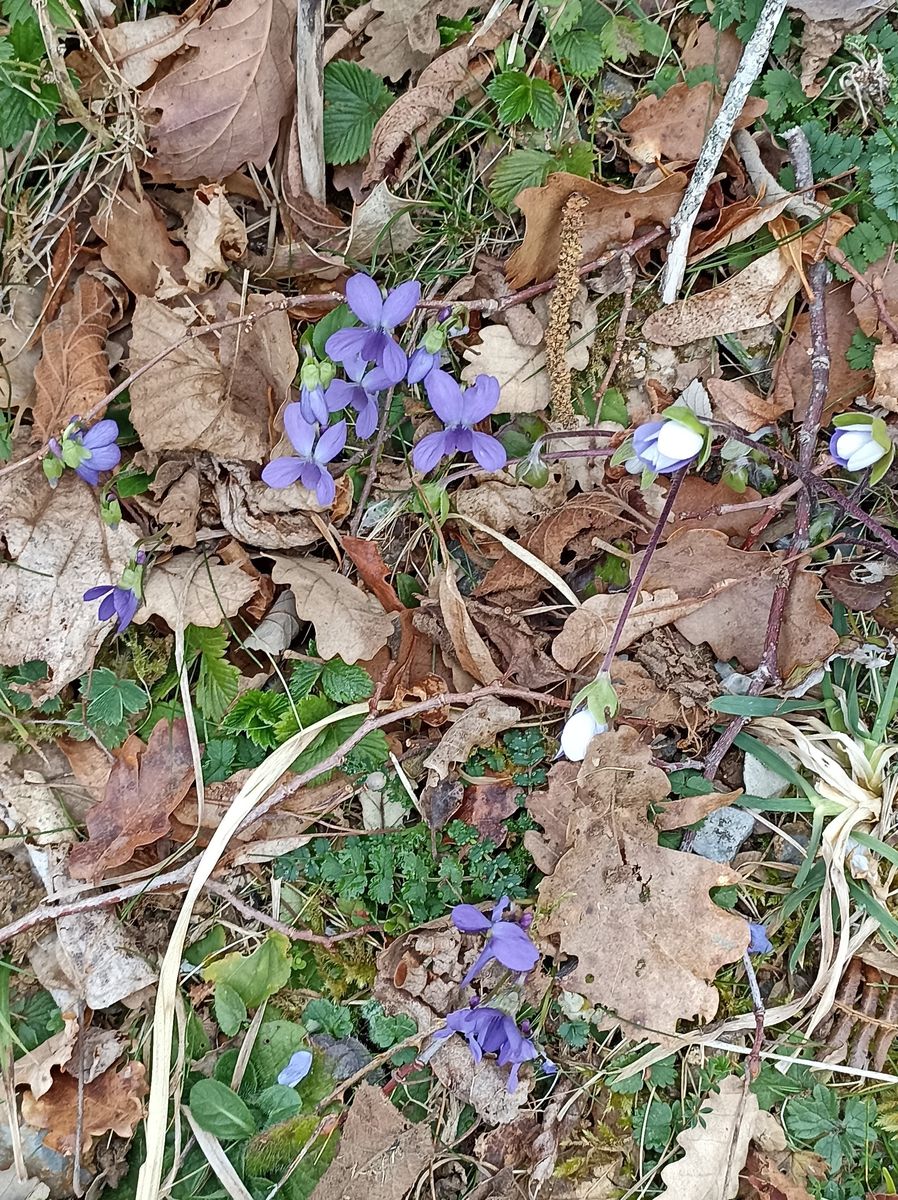 11-03-2026 Photos P.Vaquié – Pic des Taulères avec J.Houlier et P.Vaquié