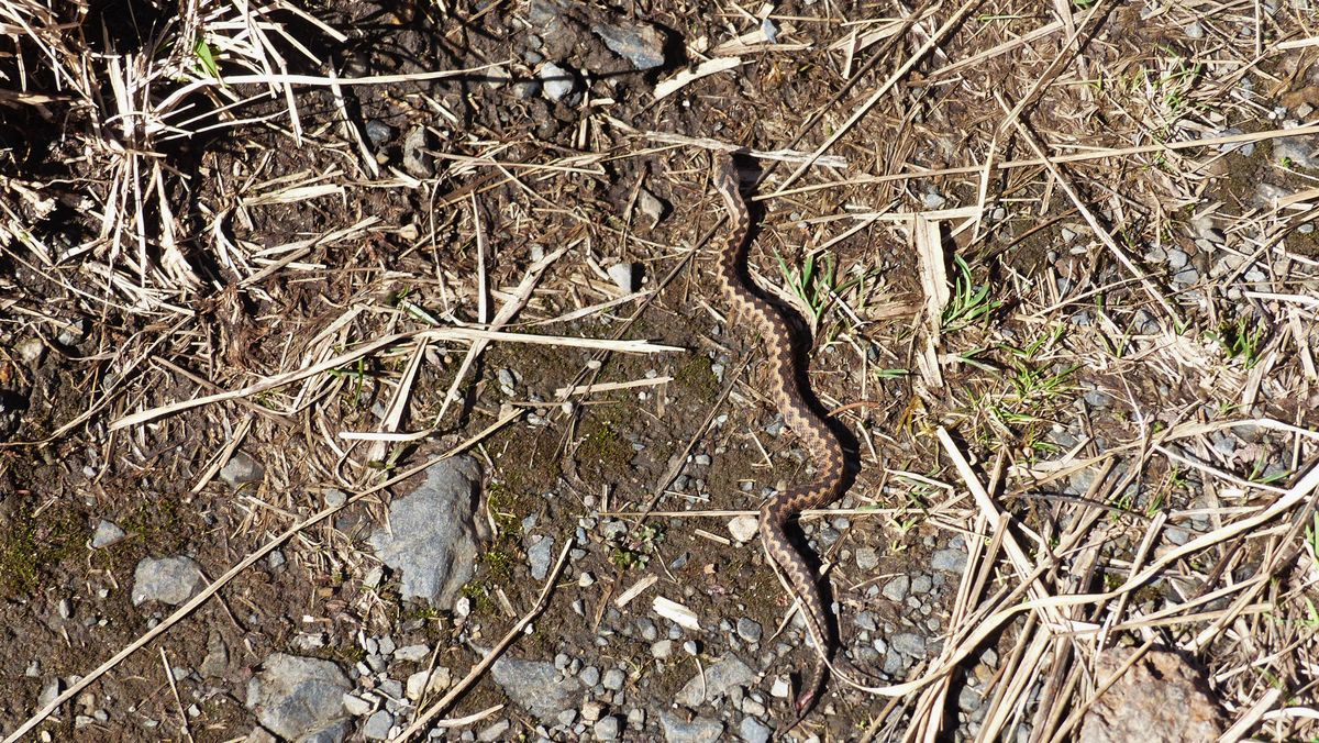 18-03-2026 Photos A.Astuguevieille – Circuit Plaa Mayou et croix d’Arry avec J-P.Zanibellato et C.Albertelli
