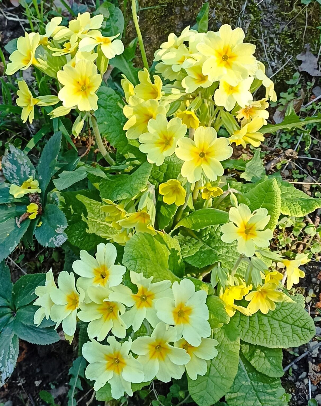 18-03-2026 Photos P.Vaquié – Circuit Plaa Mayou et croix d’Arry avec J-P.Zanibellato et C.Albertelli