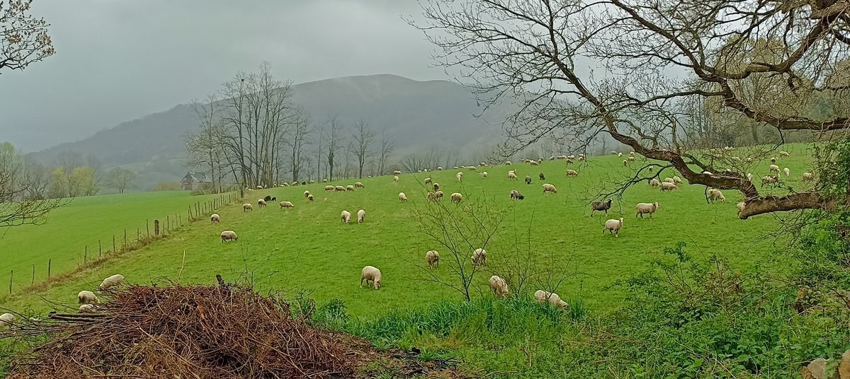 01-04-2026 Photos P.Vaquié – Ordiarp, chemin de Saint Jacques de Compostelle avec J.Houlier et P.Vaquié.