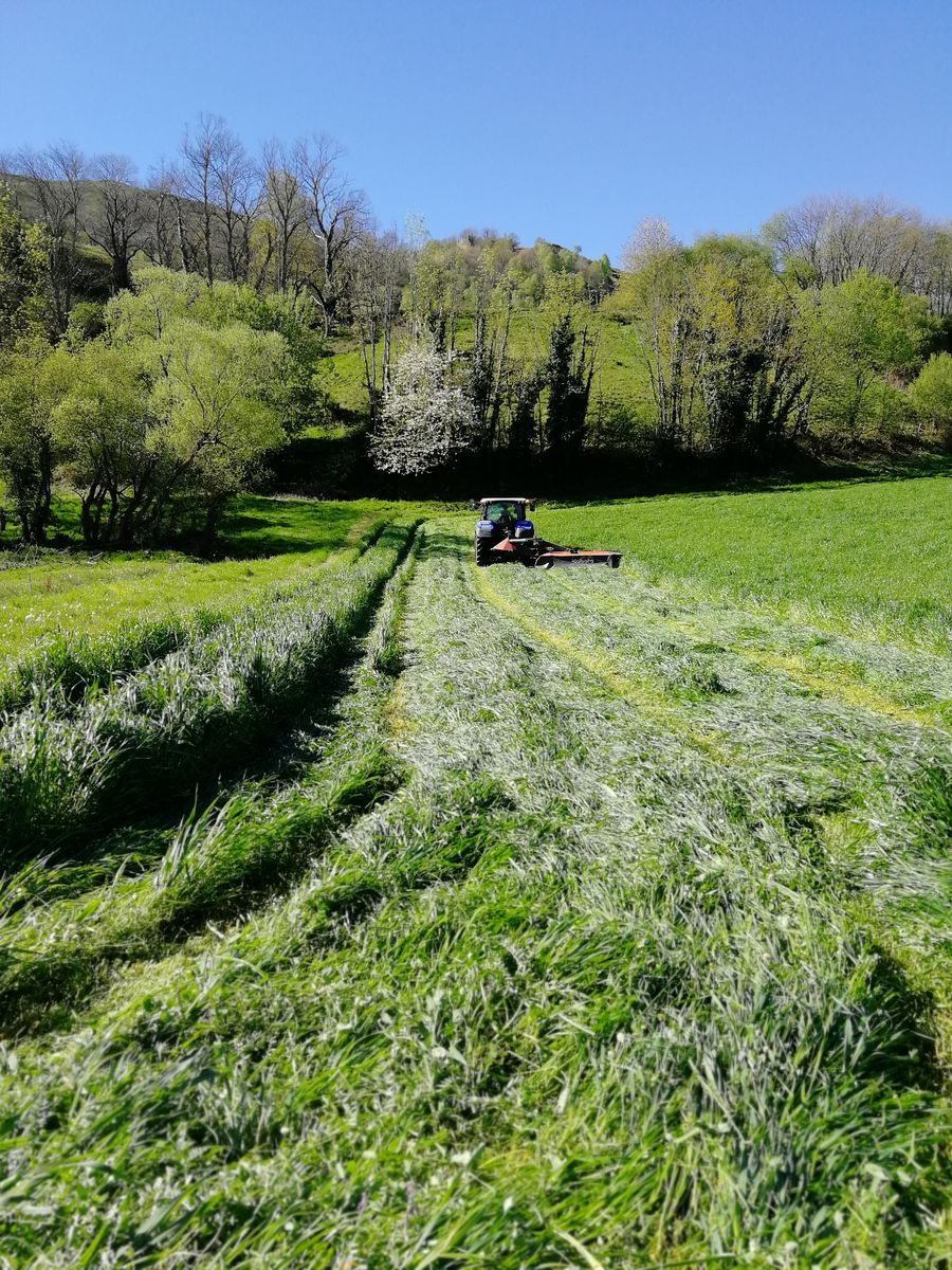 15-04-2026 Photos G. Colmache – Circuit N° 8 : Juncalas-Cheust-Ourdis Cotdoussan (botanique) avec J. Cazaubon et E. Labat
