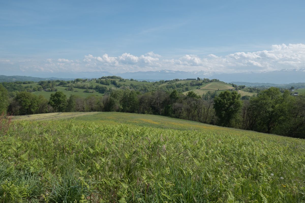 19-04-2026 Photos M.Castelain – Sentier forestier du Laring avec M.Castelain et M.Compagnon