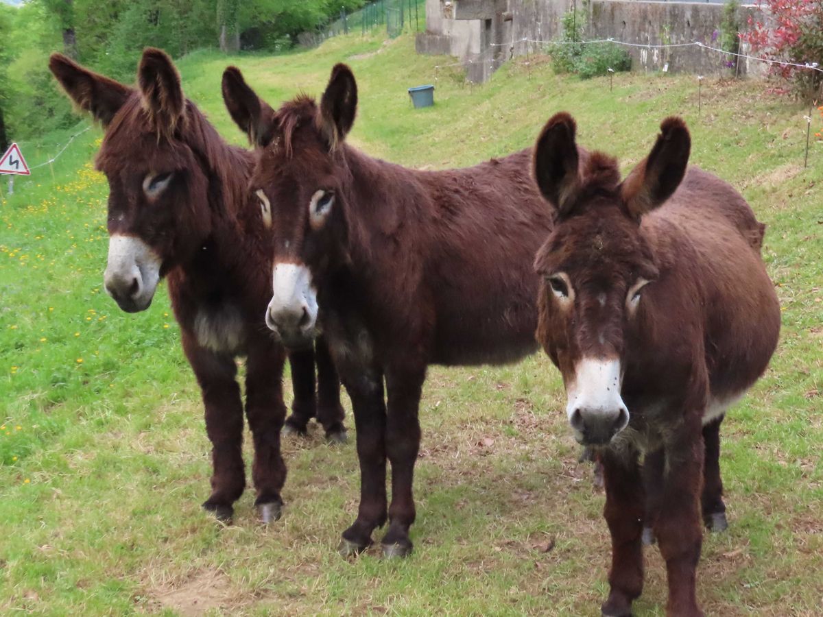 22-04-2026 Photos J.Février – Bernadaus depuis Gerde avec J-M.Deladerrière et M.Eymard