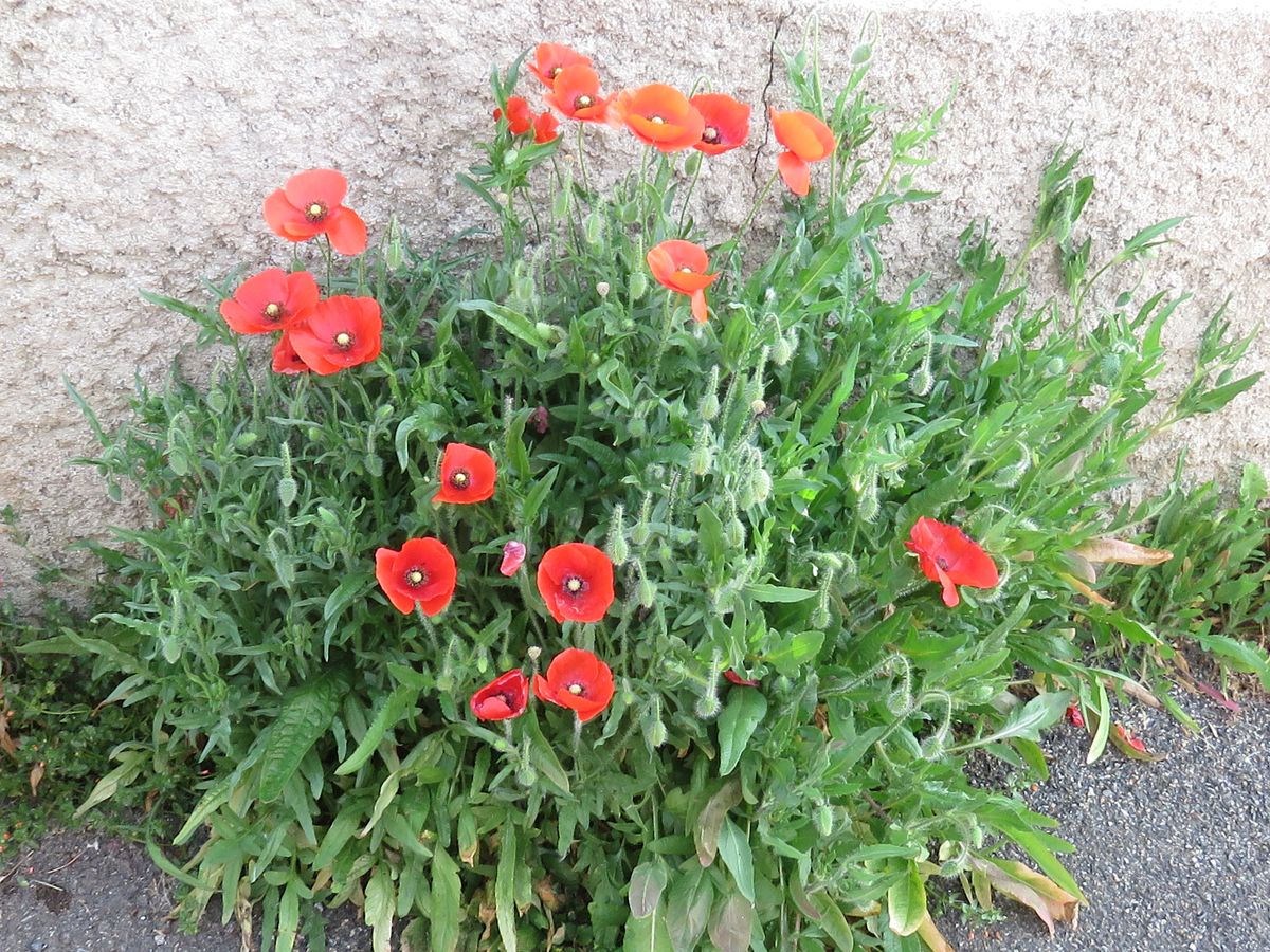 22-04-2026 Photos J-M.Deladerrière – Bernadaus depuis Gerde avec J-M.Deladerrière et M.Eymard