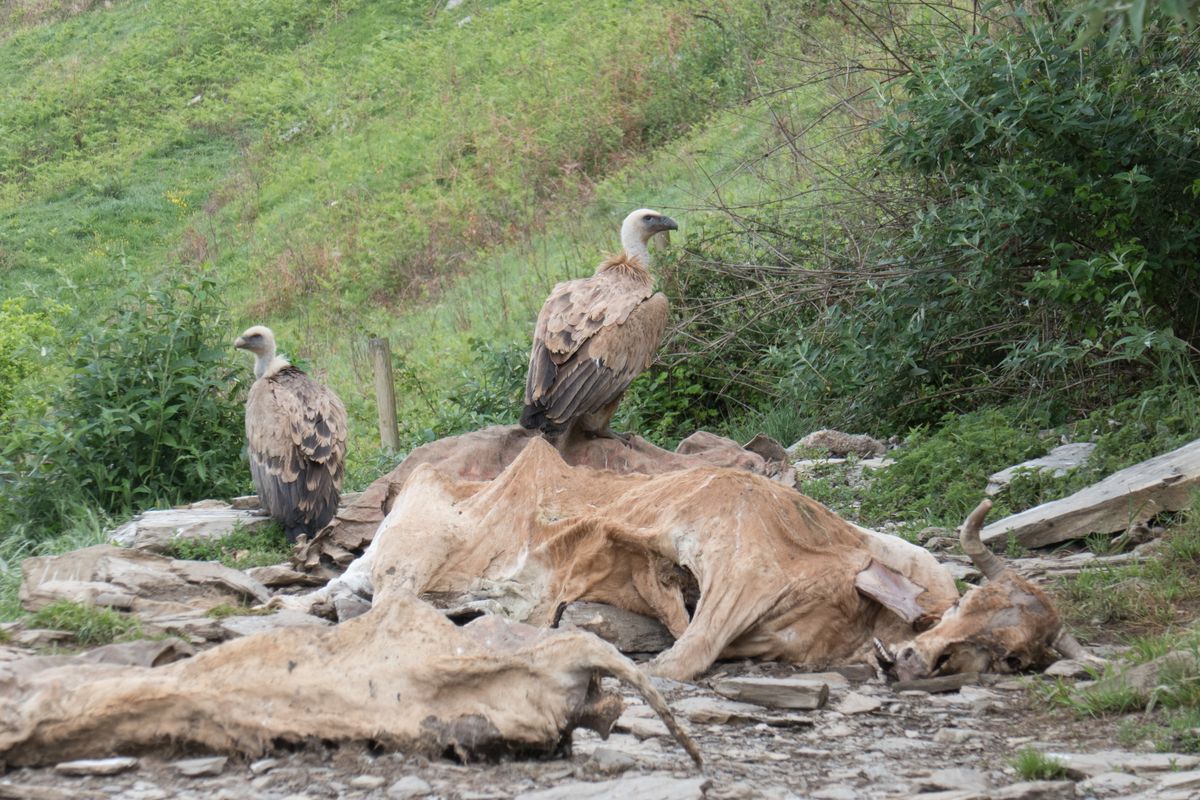 26-04-2026 Photos M.Castelain – Coigt des Arattes avec A.Pourtau et M.Castelain